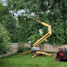 Best Tree Disease Treatment  in USA